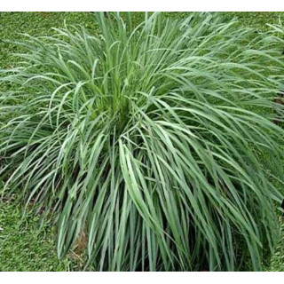 Citronella Essential oil 