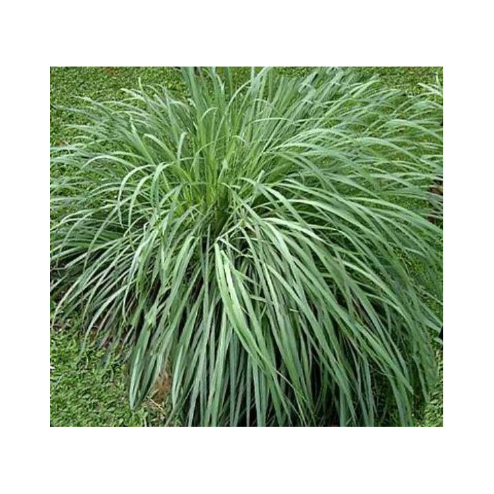 Citronella Essential oil 