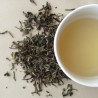 Buy Darjeeling Spring Flush Tea