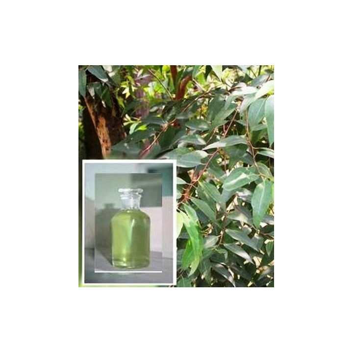 Eucalyptus Oil Yellow