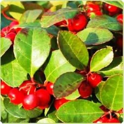 Buy Gaultheria Wingetgreen Essential Oil Online