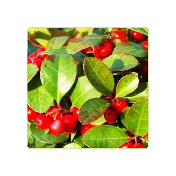 Gaultheria Wintergreen Essential Oil