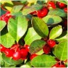 Buy Gaultheria Wingetgreen Essential Oil Online