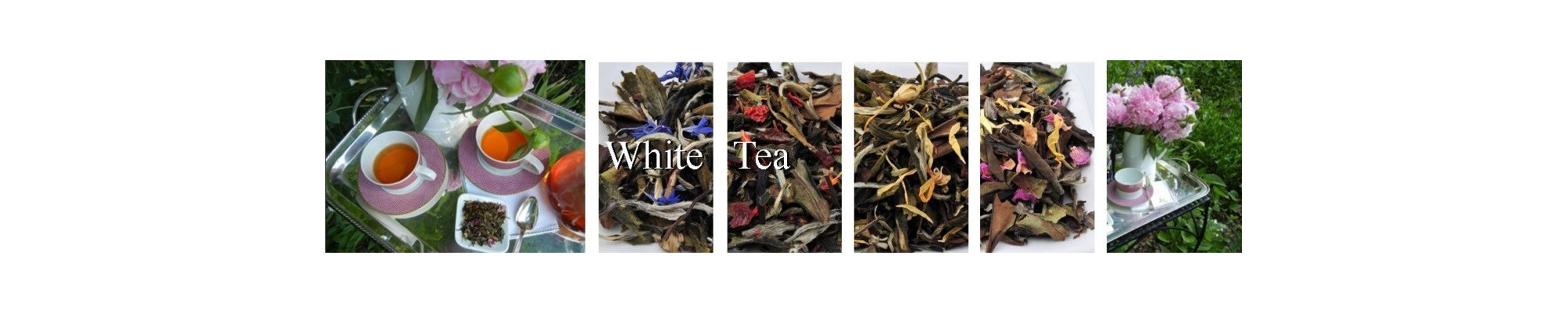 WHITE TEA