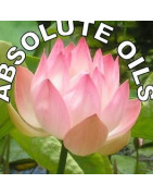 Absolute Oils